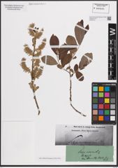 Foto von Salix cinerea L.